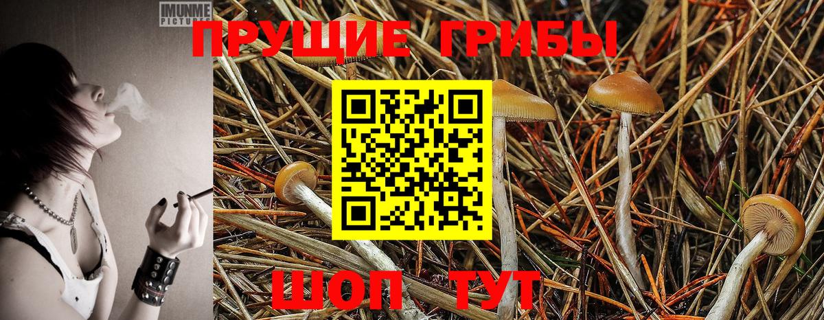 Псилоцибиновые грибы Cubensis  Тобольск  Галлюциногенные грибы мухоморы 